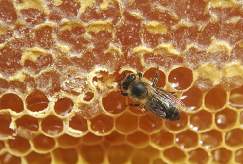 Honey Superfood Benefits